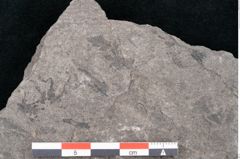 Foto (Detailansicht) von Dicksonia pterioides Ettingshausen (NHMW-GEO-2024-0188-10209)